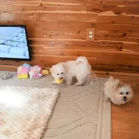 Tiny Blaze, a male Morkie for sale in Baxter Springs, KS – Photo 10 of 10