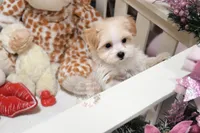 processed/7a5e70c1-ae8b-4c4c-bb77-42092f29b730/listing/4ce57215-f74e-4af4-8fd4-2c709549040a/a4c1d8a4-a219-453c-92a5-ae0c73e852d9