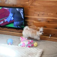 Tiny Blaze, a male Morkie for sale in Baxter Springs, KS – Photo 7 of 10