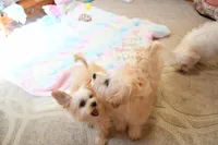 Tiny Blaze, a male Morkie for sale in Baxter Springs, KS – Photo 5 of 10