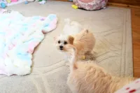 Tiny Blaze, a male Morkie for sale in Baxter Springs, KS – Photo 7 of 10