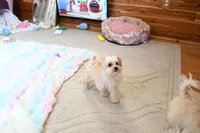 Tiny Blaze, a male Morkie for sale in Baxter Springs, KS – Photo 10 of 10