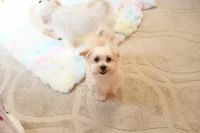 Tiny Blaze, a male Morkie for sale in Baxter Springs, KS – Photo 2 of 10