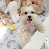 Tiny Blaze, a male Morkie for sale in Baxter Springs, KS – Photo 2 of 10