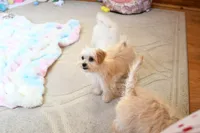 Tiny Blaze, a male Morkie for sale in Baxter Springs, KS – Photo 6 of 10