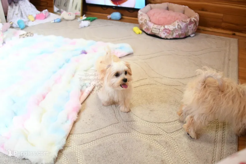 Tiny Blaze – Morkie puppy for sale in Baxter Springs, KS