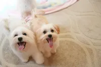 Tiny Blaze, a male Morkie for sale in Baxter Springs, KS – Photo 4 of 10