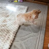 Tiny Blaze, a male Morkie for sale in Baxter Springs, KS – Photo 8 of 10