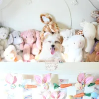 Tiny Blaze, a male Morkie for sale in Baxter Springs, KS – Photo 4 of 10