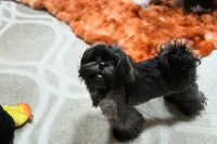 Stunning Sage, a male Shih Tzu for sale in Baxter Springs, KS – 2 of 10