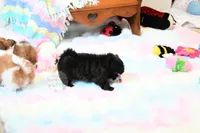 Beautiful Sunny, a male Shih Tzu for sale in Baxter Springs, KS – 10 of 10