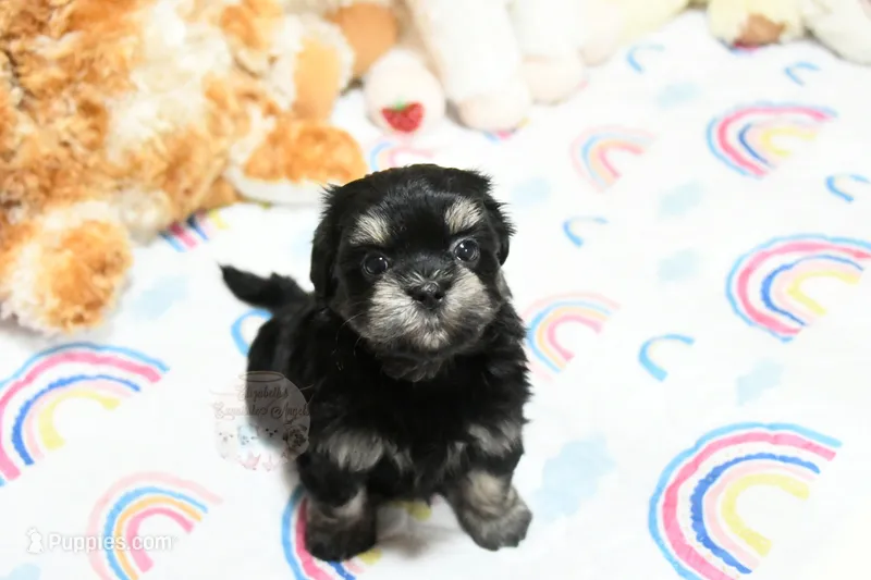 Pickles – Morkie, Mal Shi puppy for sale in Baxter Springs, KS