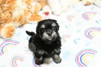Pickles, a male Morkie and Mal Shi for sale in Baxter Springs, KS – 2 of 10