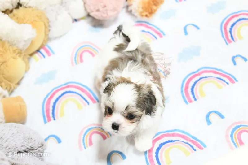 Little Phil – Morkie, Mal Shi puppy for sale in Baxter Springs, KS