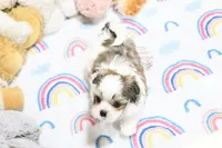 Little Phil, a male Morkie and Mal Shi for sale in Baxter Springs, KS – 6 of 10