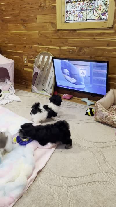 Chucky, a male Morkie and Mal Shi for sale in Baxter Springs, KS – 10 of 10