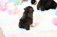 Stunning Sage, a male Shih Tzu for sale in Baxter Springs, KS – 9 of 10