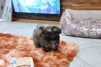 Tiny Mickey, a male Shih Tzu for sale in Baxter Springs, KS – 6 of 10