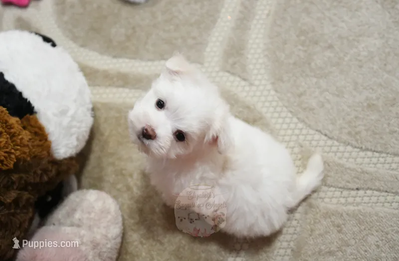 Sweetums – Maltese puppy for sale in Baxter Springs, KS