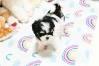 Angelica, a female Morkie and Mal Shi for sale in Baxter Springs, KS – 5 of 9