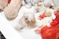 Tiny Bindi, a female Shih Tzu for sale in Baxter Springs, KS – Photo 8 of 10