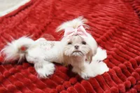 Tiny Bindi, a female Shih Tzu for sale in Baxter Springs, KS – Photo 2 of 10