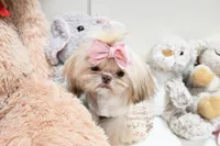 Tiny Bindi, a female Shih Tzu for sale in Baxter Springs, KS – Photo 4 of 10