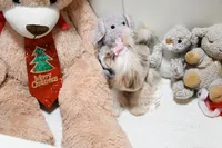 Tiny Bindi, a female Shih Tzu for sale in Baxter Springs, KS – Photo 5 of 10