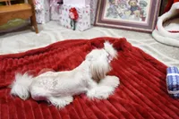 Tiny Bindi, a female Shih Tzu for sale in Baxter Springs, KS – Photo 10 of 10