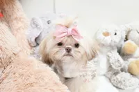 Tiny Bindi, a female Shih Tzu for sale in Baxter Springs, KS – Photo 1 of 10