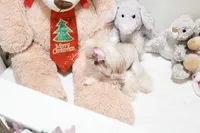 Tiny Bindi, a female Shih Tzu for sale in Baxter Springs, KS – Photo 9 of 10