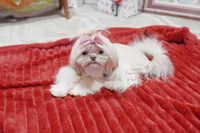 Tiny Bindi, a female Shih Tzu for sale in Baxter Springs, KS – Photo 3 of 10