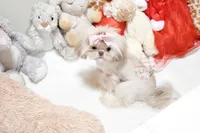 Tiny Bindi, a female Shih Tzu for sale in Baxter Springs, KS – Photo 6 of 10