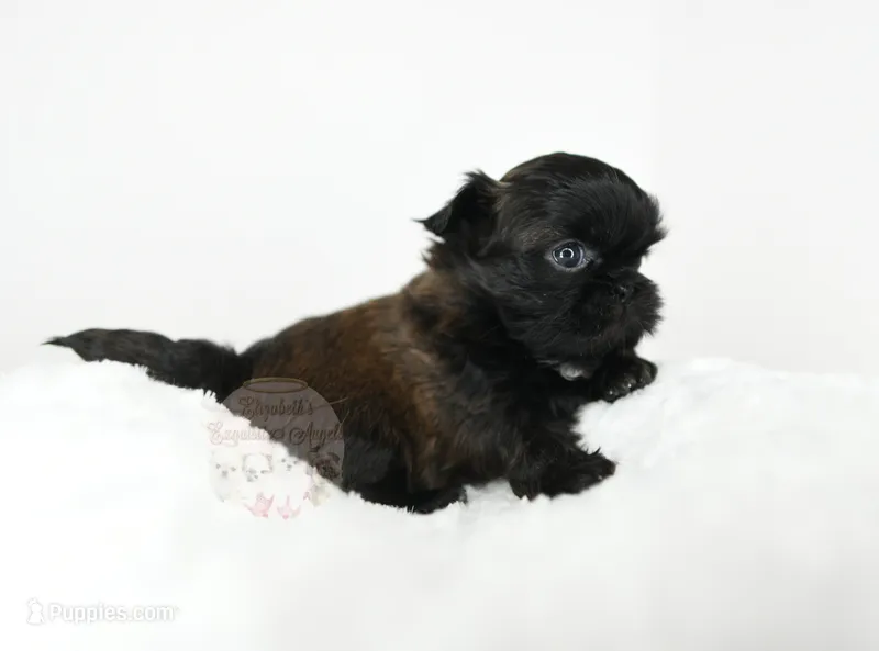 Stunning Sage – Shih Tzu puppy for sale in Baxter Springs, KS
