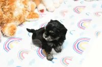 Pickles, a male Morkie and Mal Shi for sale in Baxter Springs, KS – 8 of 10