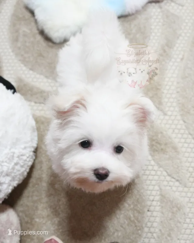 Sweetums – Maltese puppy for sale in Baxter Springs, KS