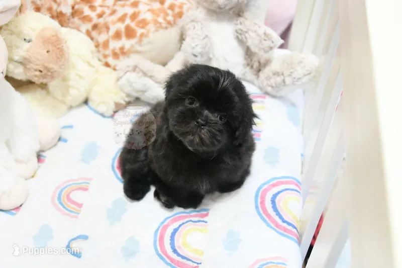 Dakota – Mal Shi puppy for sale in Baxter Springs, KS