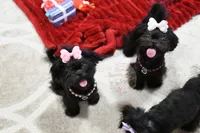 processed/7a5e70c1-ae8b-4c4c-bb77-42092f29b730/listing/624758a8-90f9-4324-a144-ae602781a784/5fd862e7-4dd5-4c94-9f6e-edd42bb123f2