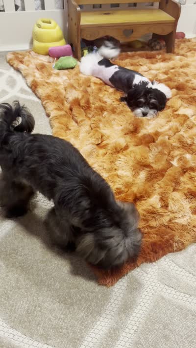 Stunning Sage, a male Shih Tzu for sale in Baxter Springs, KS – 3 of 10