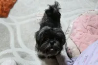 Stunning Sage, a male Shih Tzu for sale in Baxter Springs, KS – 6 of 10