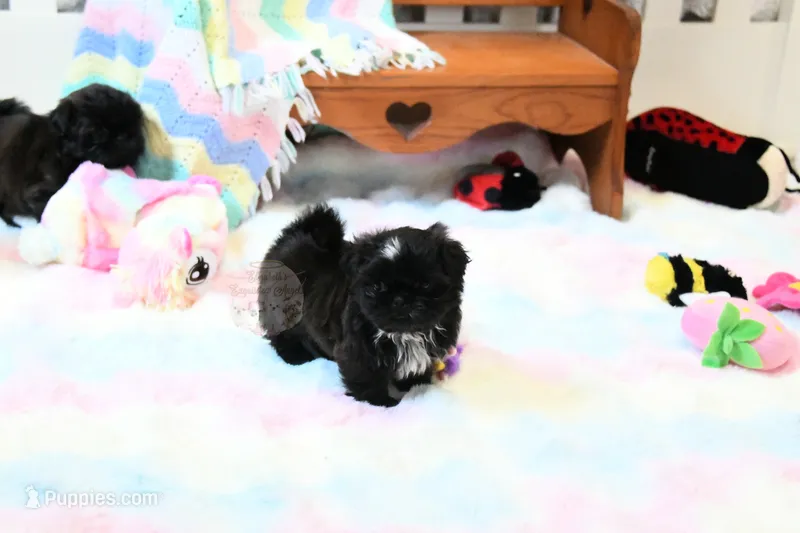 Beautiful Sunny – Shih Tzu puppy for sale in Baxter Springs, KS