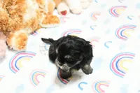 Pickles, a male Morkie and Mal Shi for sale in Baxter Springs, KS – 9 of 10