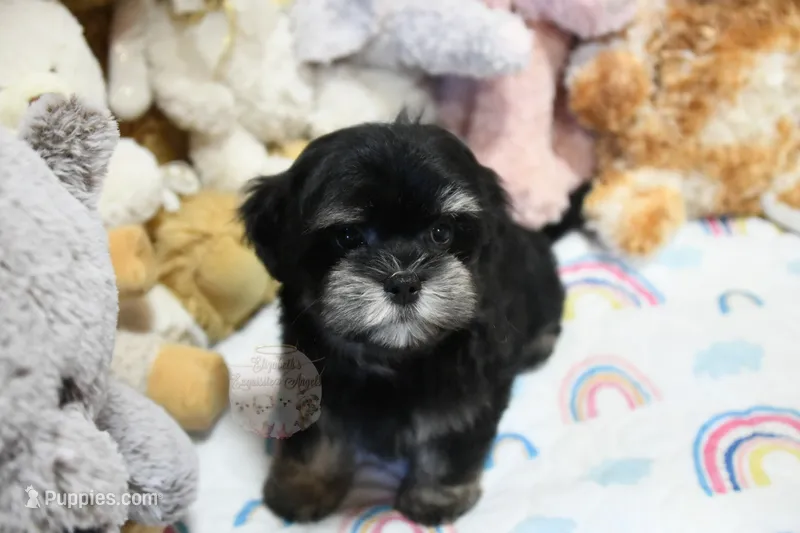 Pickles – Morkie, Mal Shi puppy for sale in Baxter Springs, KS