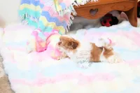 Chocolate Peony, a female Shih Tzu for sale in Baxter Springs, KS – 2 of 10