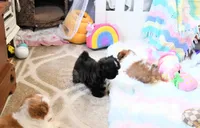 Beautiful Sunny, a male Shih Tzu for sale in Baxter Springs, KS – 7 of 10