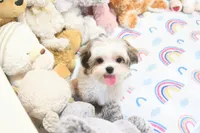 Little Phil, a male Morkie and Mal Shi for sale in Baxter Springs, KS – 2 of 10