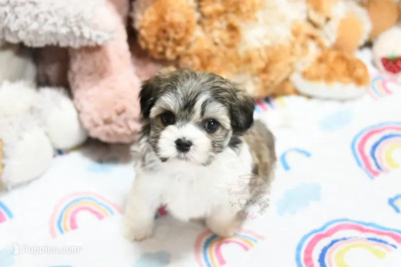Lil – Morkie, Mal Shi puppy for sale in Baxter Springs, KS