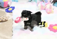 Pickles, a male Morkie and Mal Shi for sale in Baxter Springs, KS – 3 of 10