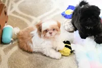 Chocolate Peony, a female Shih Tzu for sale in Baxter Springs, KS – 4 of 10