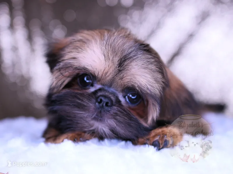 Tiny Mickey – Shih Tzu puppy for sale in Baxter Springs, KS